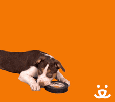 Foster Omg GIF by Best Friends Animal Society