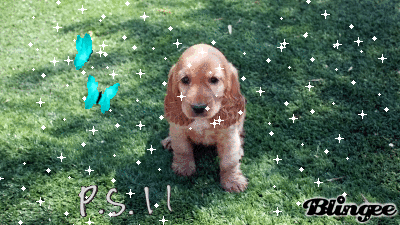 Image result for american cocker spaniel gifs