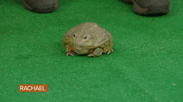 Food Frog GIF by Rachael Ray Show