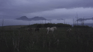 Wild Horses Iceland GIF by Chris