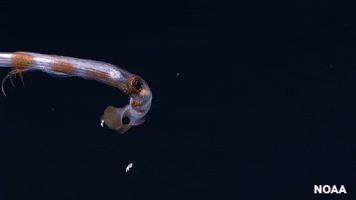 eye squid GIF by Science Friday
