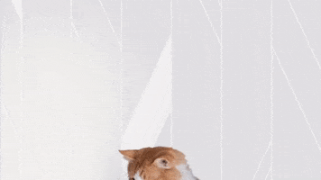 Leap Year Love GIF by Best Friends Animal Society