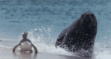 sea lion running GIF
