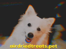 airdriedtreats dog unsure cute dog what are you doing GIF