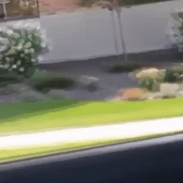Woman GIF