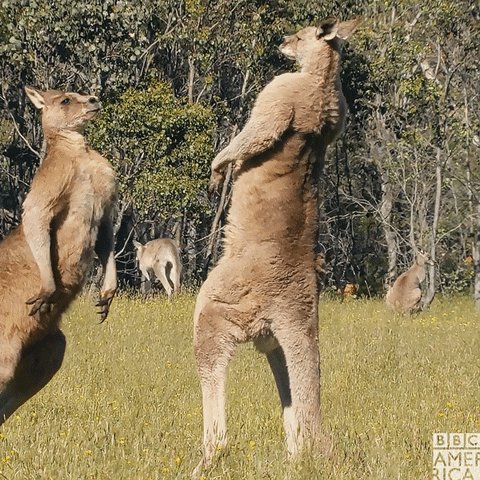 angry kangaroo gif