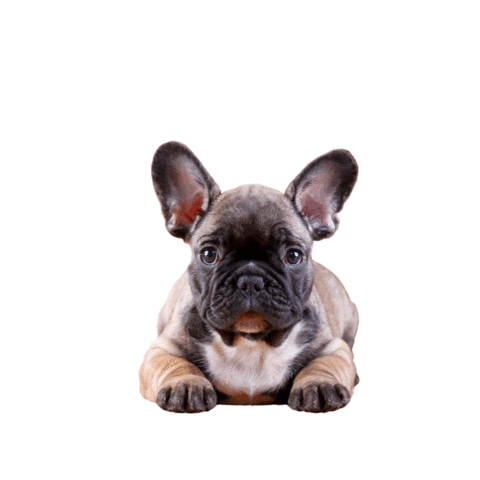 French Bulldog Щенок Sticker