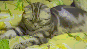 House Cat GIF