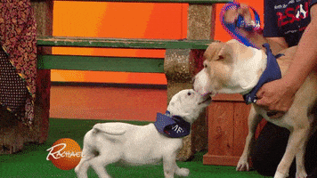 sleepy pit bull GIF by Rachael Ray Show
