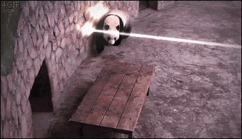 panda GIF
