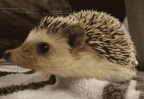 sonic the hedgehog love GIF