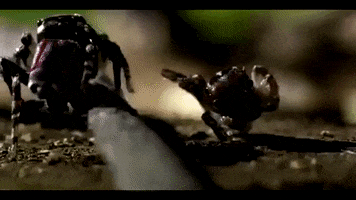 Spiders GIF