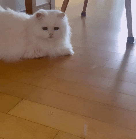 Cats Oops GIF