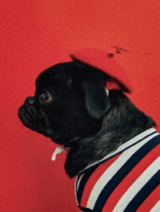 sochicfrenchguide GIF