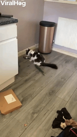Cat Sees Cucumber And Walks In Reverse GIF by ViralHog