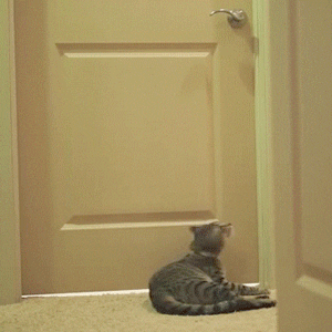 Cat Opening Door GIFs - Get the best GIF on GIPHY