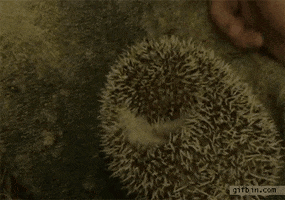 Hedgehog Itchy animated GIF
