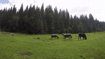 vale4ka  GIF