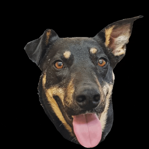 Excited Dog GIF