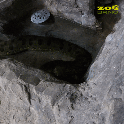 Zoo Brno GIF