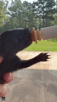 Adorable Rescued Baby Skunk Works on Walking Skills With New Family