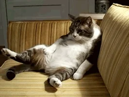 tired cat GIF