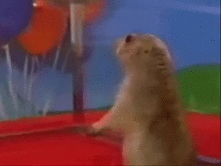 giphy.gif