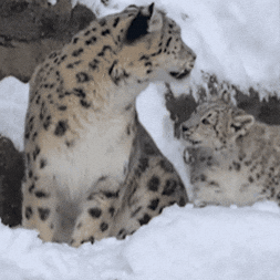 Snow Leopard Love GIF by John Ball Zoo