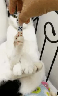 cats GIF