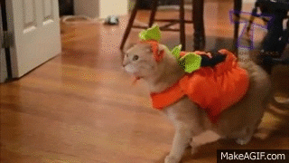 giphy.gif