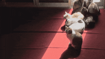 time lapse cat GIF