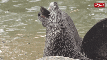 Fish Eating GIF by Columbus Zoo and Aquarium