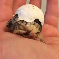 Baby Tortoise Has Trouble Hatching From His Shell
