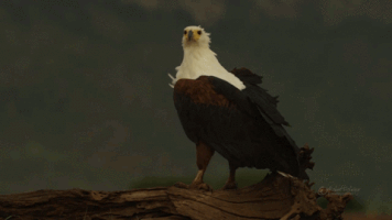 fish eagle GIF