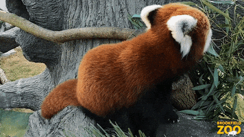 Red Panda Snack GIF by Brookfield Zoo