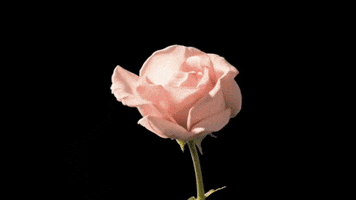 rose blooming GIF