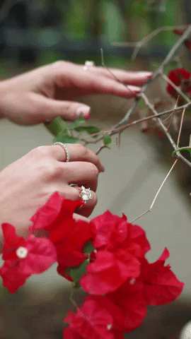 Flowers Shine GIF by Jewelry Television