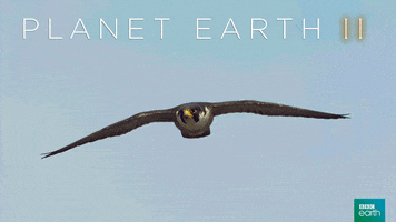soar planet earth 2 GIF by BBC Earth