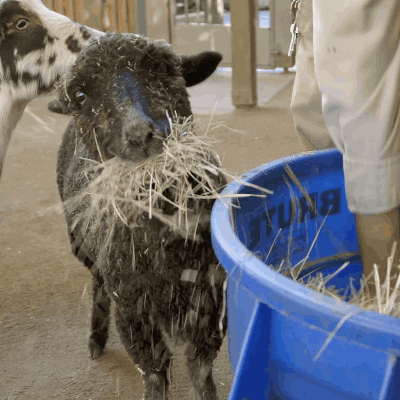 goat eating GIF by San Diego Zoo