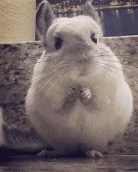 Hamster Gifs Get The Best Gif On Giphy
