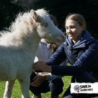 White Horse GIF by SWR Kindernetz