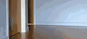 cat lol GIF
