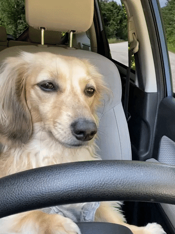 Dog Driver Driving Tired GIF by Crusoe