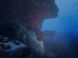 ocean shark GIF by Beyond Blue
