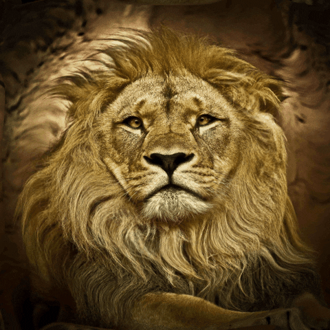 lion distort GIF by Psyklon