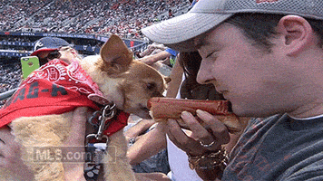 Sports gif. Fan in the stands at a baseball game takes a bite from one end of a hot dog as a puppy licks and bites the other end.