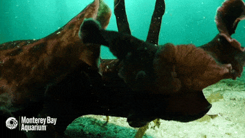 sea slug kiss GIF by Monterey Bay Aquarium