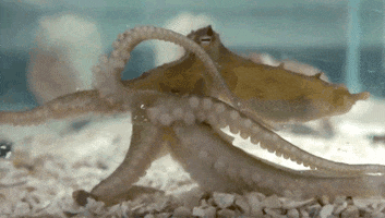 two spot octopus ocean GIF by University of California