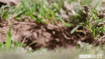 Oh Hello Wildlife GIF by BBC Earth