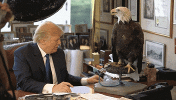 jepmend donald trump shba lajme nga bota GIF